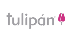 tulipan